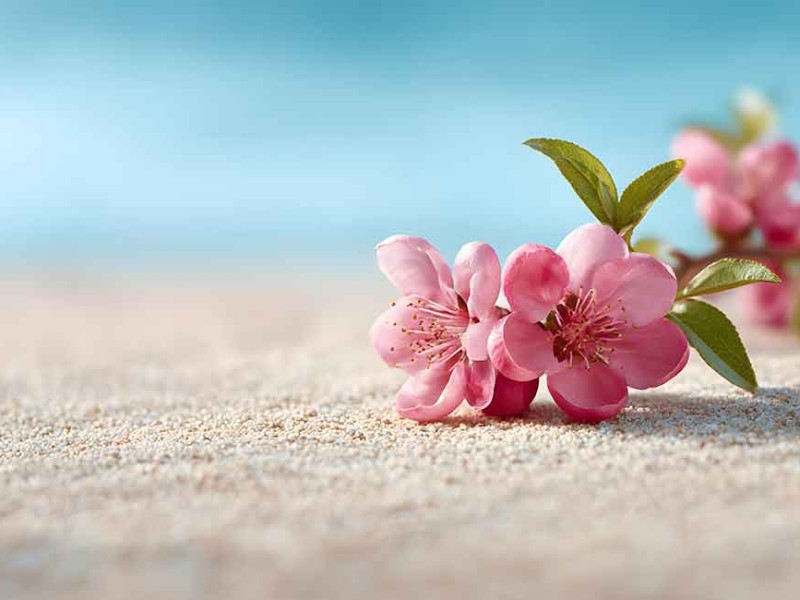 Discover Spring in Cattolica – Visit Us in April and May